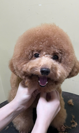 Spa cho em poodle 2