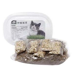 Cỏ mèo tự trồng