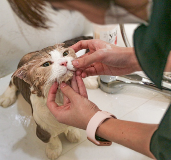 Tắm cắt - Grooming
