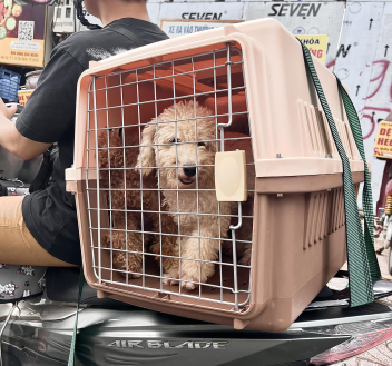 Pet Shipping Bee – Dịch Vụ Đưa Đón Thú Cưng Tận Nơi Tân Bình Uy Tín