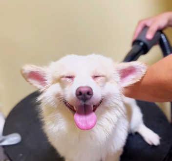 Grooming Định Kỳ Có Thật Sự Cần Thiết? Lý Do Boss Nên Cắt Tỉa Thường Xuyên