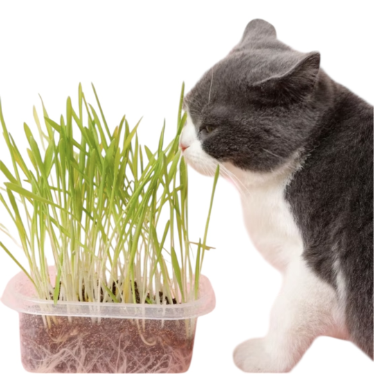 Cỏ mèo tự trồng