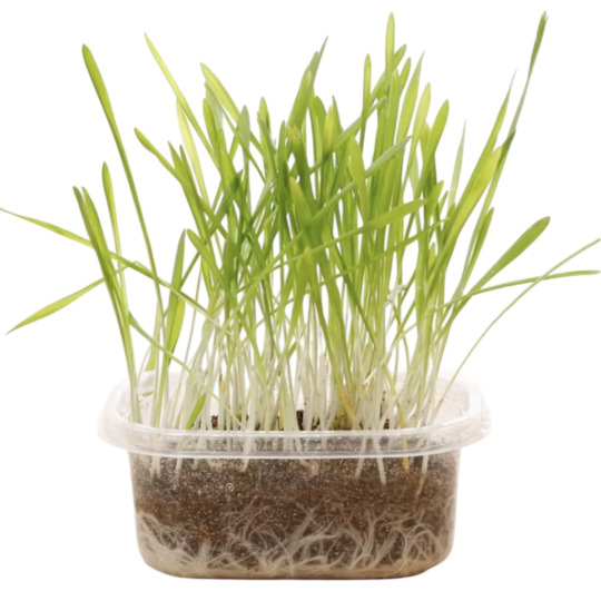 Cỏ mèo tự trồng