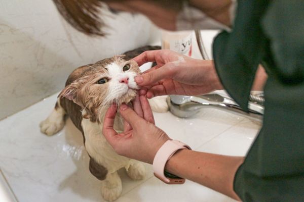 Tắm cắt - Grooming