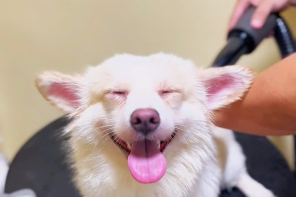 Grooming Định Kỳ Có Thật Sự Cần Thiết? Lý Do Boss Nên Cắt Tỉa Thường Xuyên