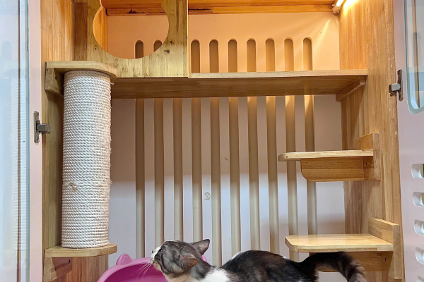 Pet Hotel - Khách sạn chó mèo Tân Bình | Bee Pet
