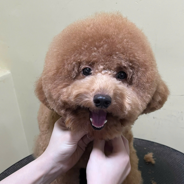Spa cho em poodle 2